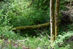 Bergklub: Hersbergerweid  (520 m.ü.M.)