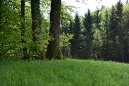 Bergklub: Hersbergerweid  (520 m.ü.M.)